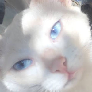 Meet your Posher, Ayse